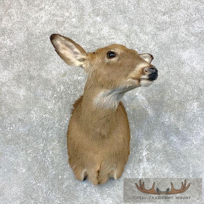 Whitetail Deer Doe Shoulder Taxidermy Mount For Sale