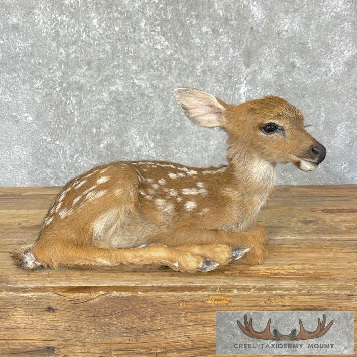 Whitetail Deer Fawn Life-Size Taxidermy Mount For Sale