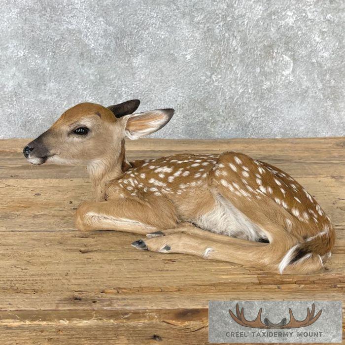 Whitetail Deer Fawn Life-Size Taxidermy Mount For Sale