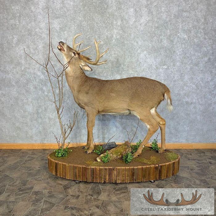 Whitetail Deer Life-Size Taxidermy Mount For Sale