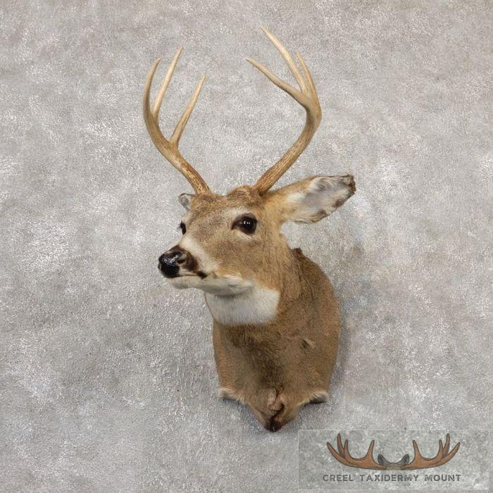 Whitetail Deer Shoulder Taxidermy Mount For Sale
