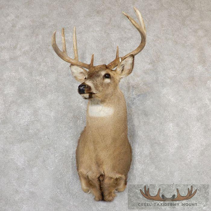 Whitetail Deer Shoulder Taxidermy Mount For Sale - Creel Taxidermy