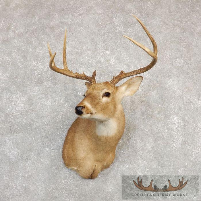 Whitetail Deer Shoulder Taxidermy Mount For Sale