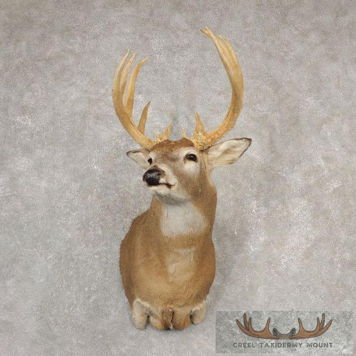 Whitetail Deer Shoulder Taxidermy Mount For Sale