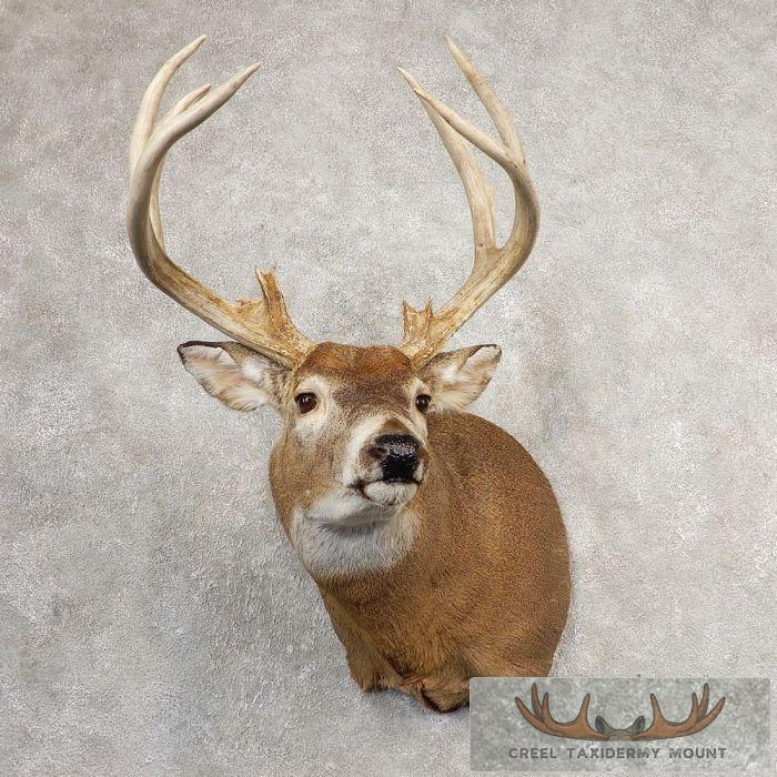 Whitetail Deer Shoulder Taxidermy Mount For Sale