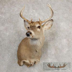 Whitetail Deer Shoulder Taxidermy Mount Taxidermy