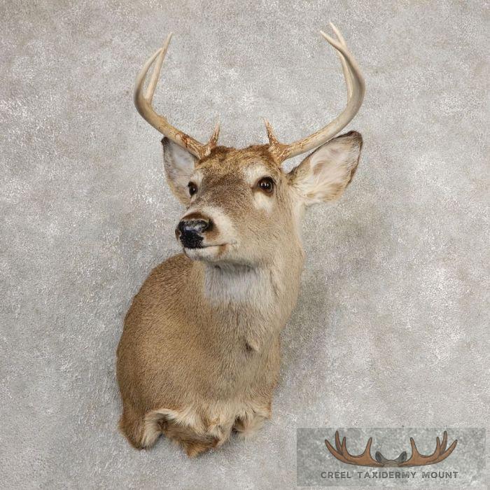 Whitetail Deer Shoulder Taxidermy Mount For Sale