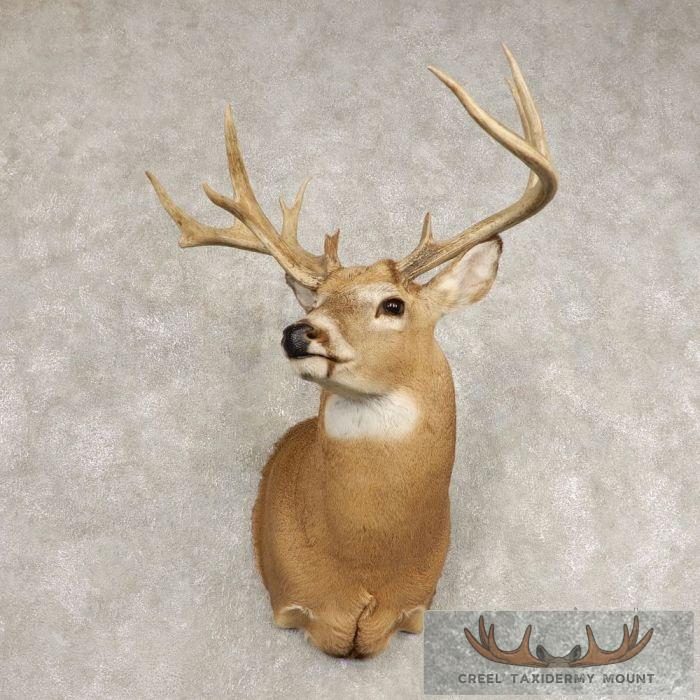 Whitetail Deer Shoulder Taxidermy Mount For Sale