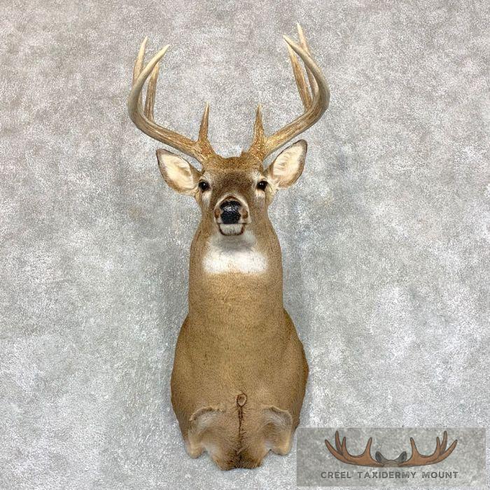 Whitetail Deer Shoulder Taxidermy Mount For Sale