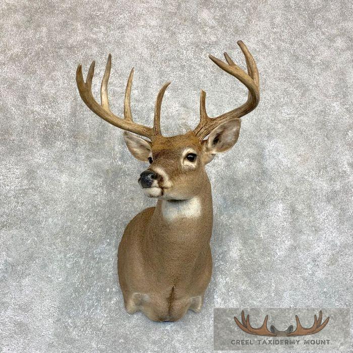Whitetail Deer Shoulder Taxidermy Mount For Sale
