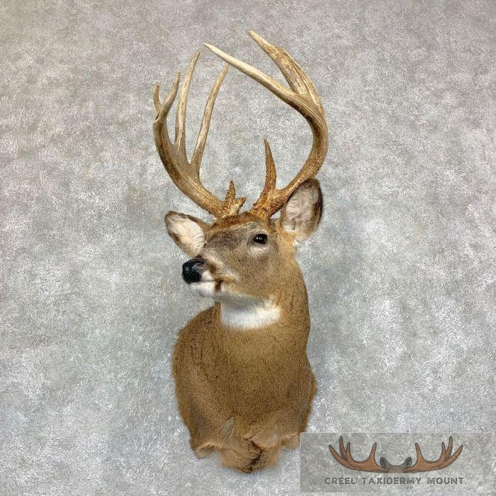 Whitetail Deer Shoulder Taxidermy Mount For Sale