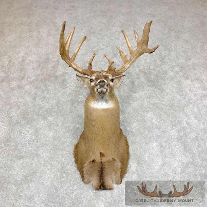Whitetail Deer Shoulder Taxidermy Mount For Sale