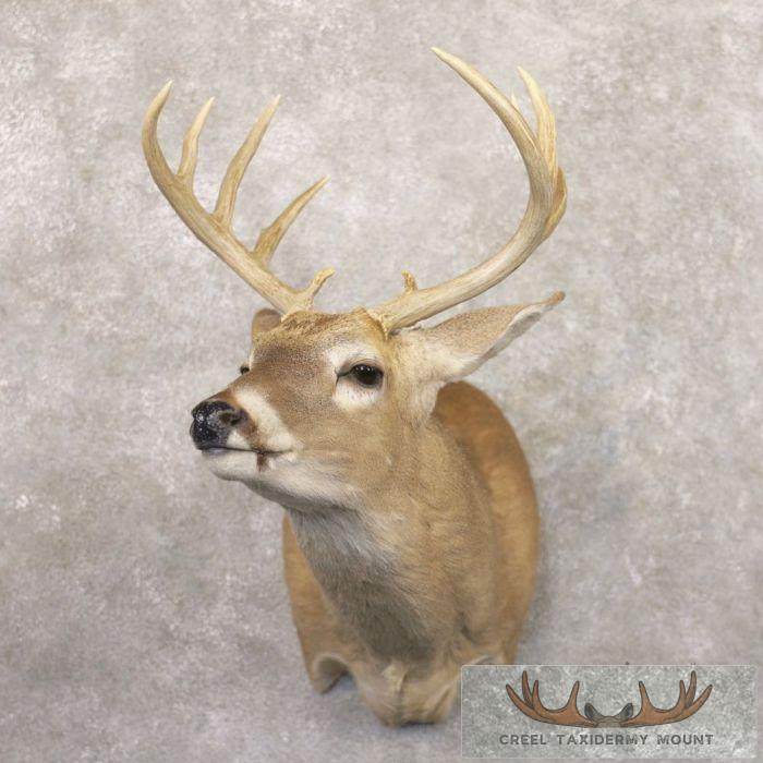 Whitetail Deer Shoulder Taxidermy Mount For Sale