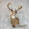 Whitetail Deer Shoulder Taxidermy Mount For Sale