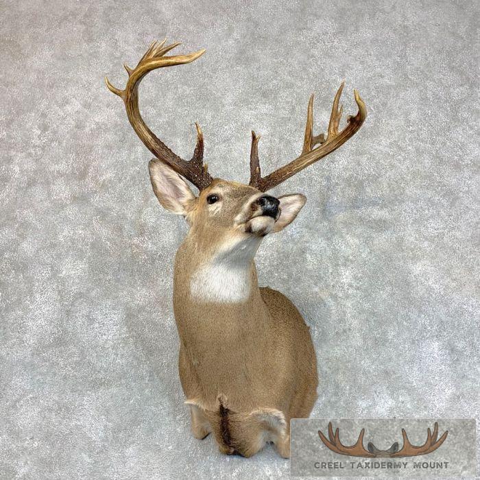 Whitetail Deer Shoulder Taxidermy Mount For Sale