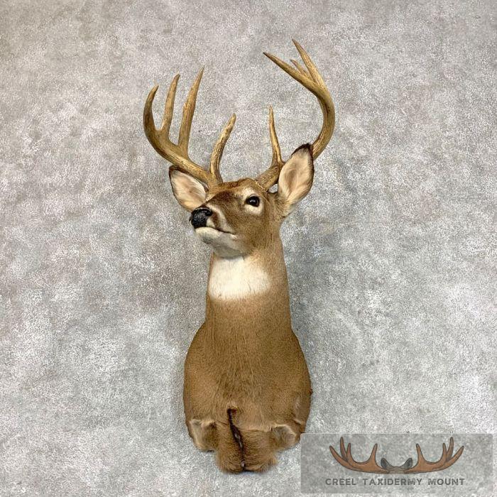 Whitetail Deer Shoulder Taxidermy Mount For Sale