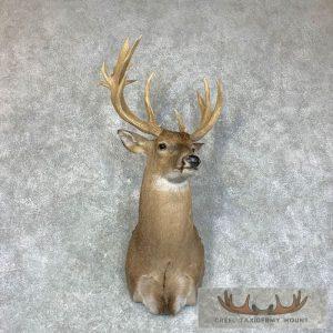 Whitetail Deer Shoulder Taxidermy Mount Taxidermy
