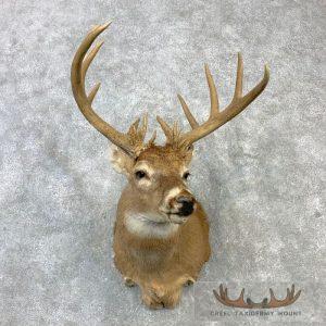 Whitetail Deer Shoulder Taxidermy Mount Taxidermy