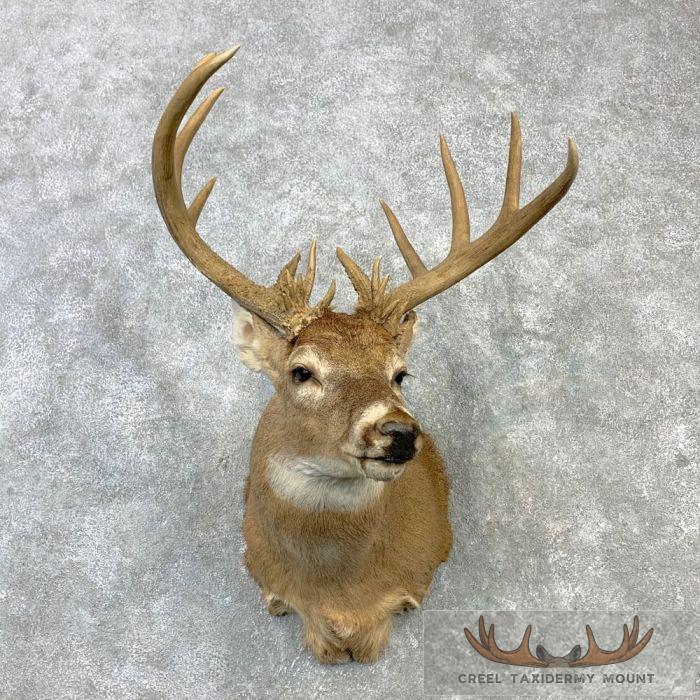 Whitetail Deer Shoulder Taxidermy Mount For Sale