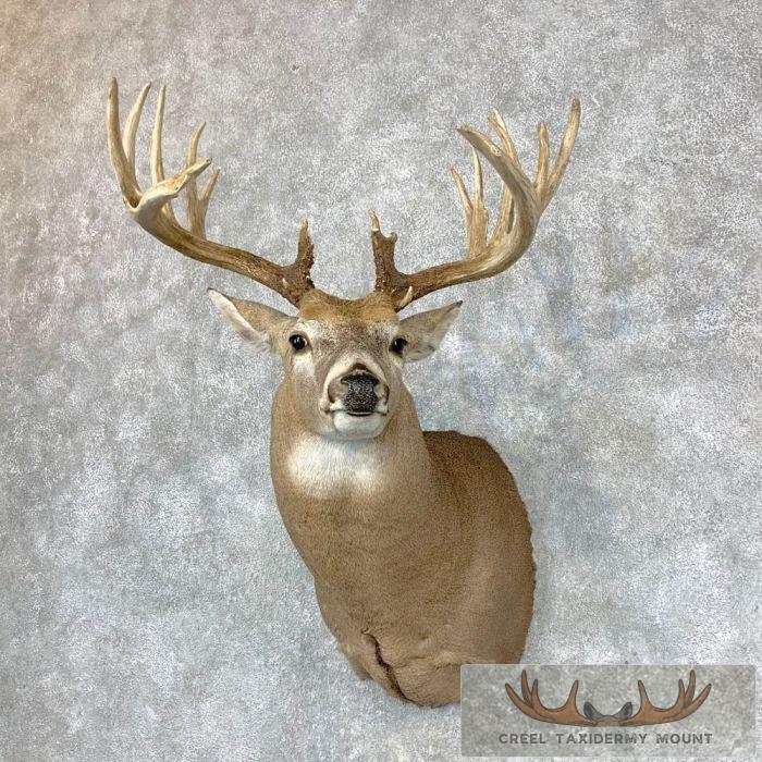 Whitetail Deer Shoulder Taxidermy Mount For Sale