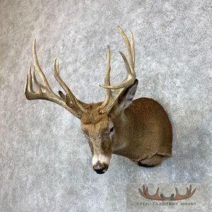Whitetail Deer Shoulder Taxidermy Mount Taxidermy