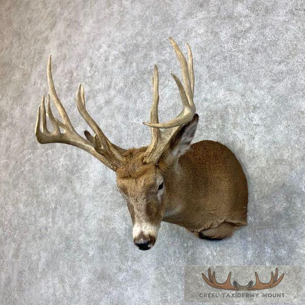 Whitetail Deer Shoulder Taxidermy Mount For Sale