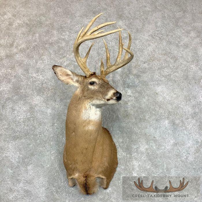 Whitetail Deer Shoulder Taxidermy Mount For Sale