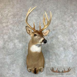 Whitetail Deer Shoulder Taxidermy Mount Taxidermy