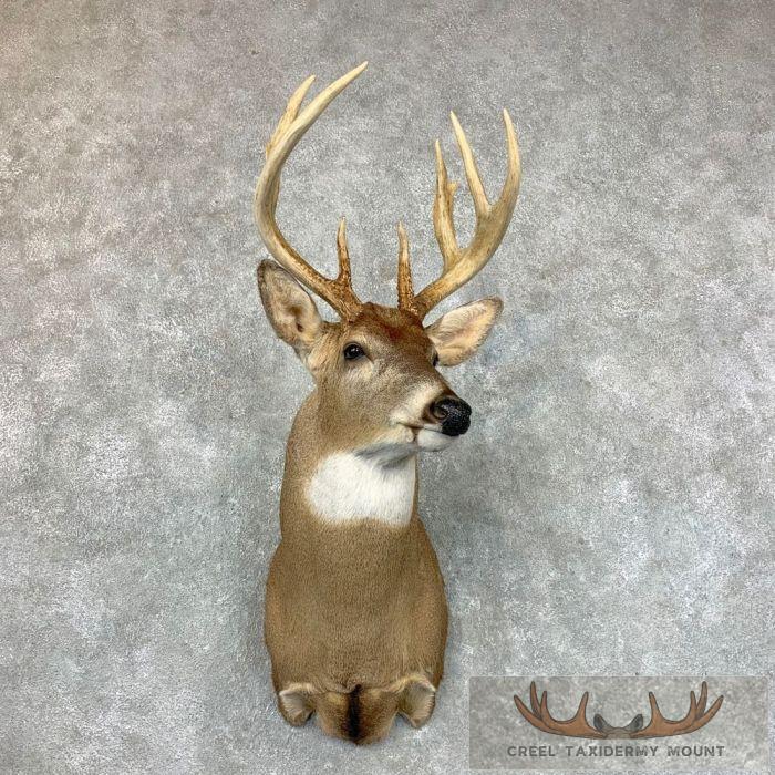 Whitetail Deer Shoulder Taxidermy Mount For Sale