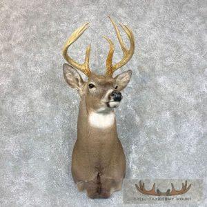 Whitetail Deer Shoulder Taxidermy Mount Taxidermy