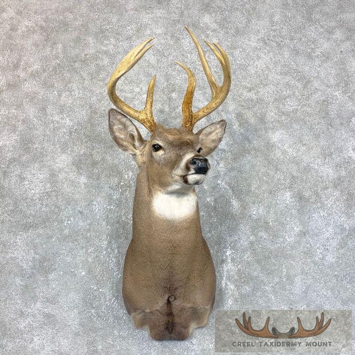 Whitetail Deer Shoulder Taxidermy Mount For Sale