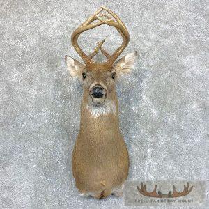 Whitetail Deer Shoulder Taxidermy Mount Taxidermy