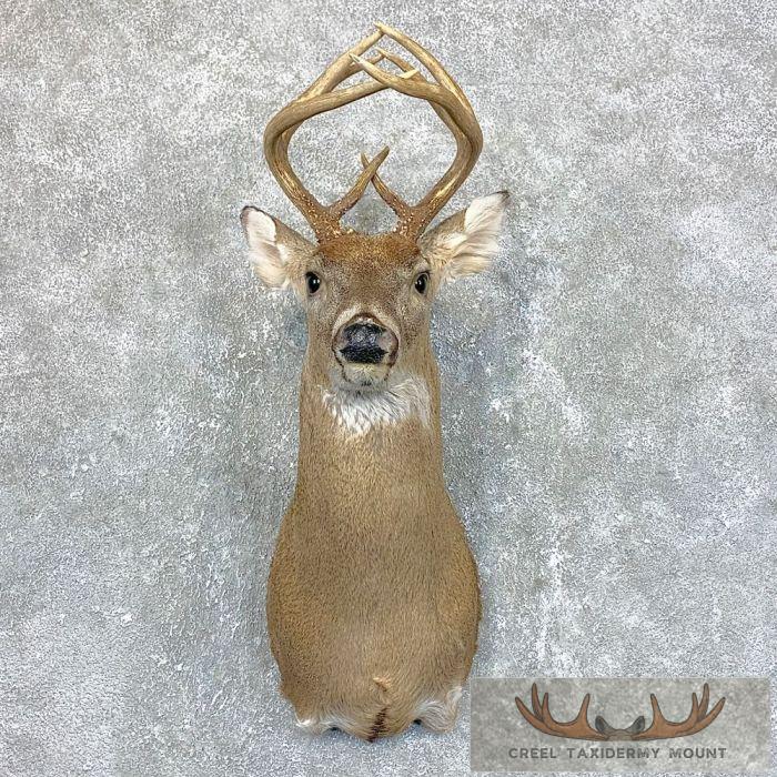 Whitetail Deer Shoulder Taxidermy Mount For Sale