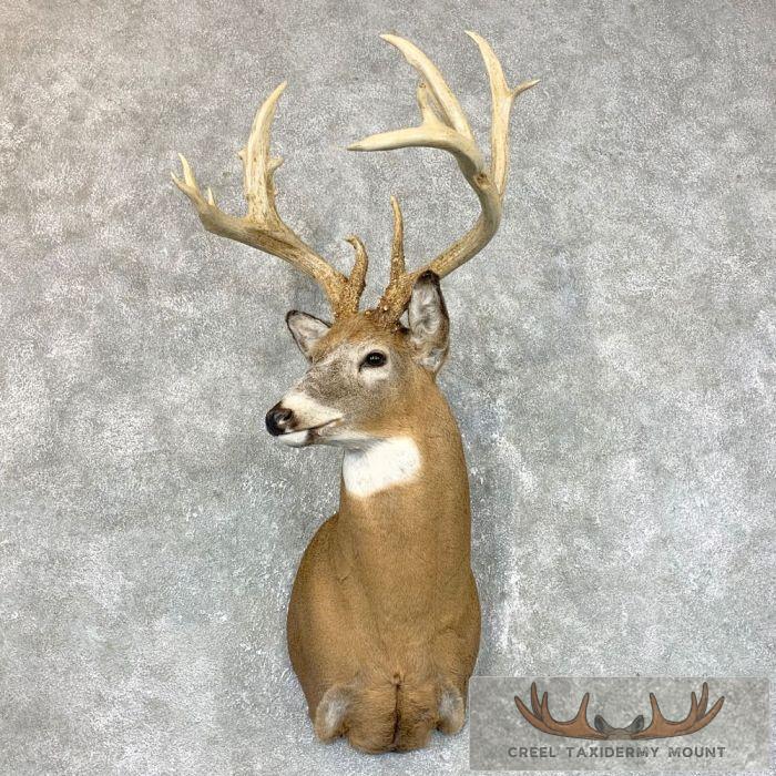 Whitetail Deer Shoulder Taxidermy Mount For Sale