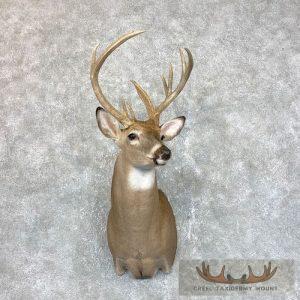 Whitetail Deer Shoulder Taxidermy Mount Taxidermy