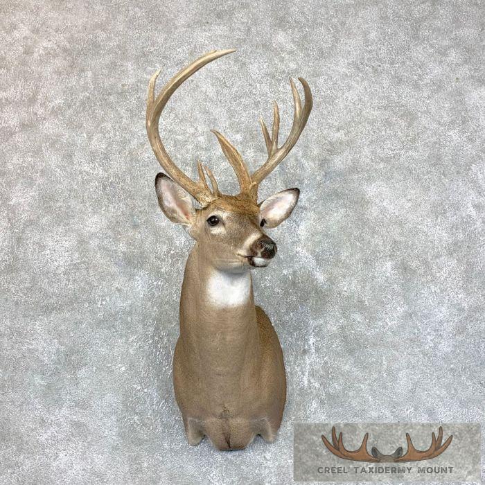 Whitetail Deer Shoulder Taxidermy Mount For Sale