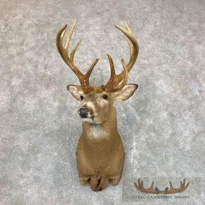 Whitetail Deer Shoulder Taxidermy Mount Taxidermy