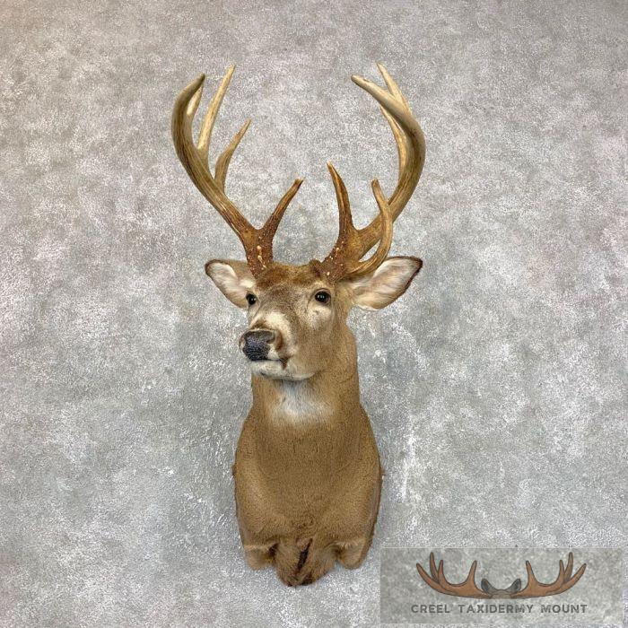 Whitetail Deer Shoulder Taxidermy Mount For Sale