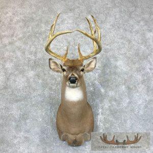 Whitetail Deer Shoulder Taxidermy Mount Taxidermy
