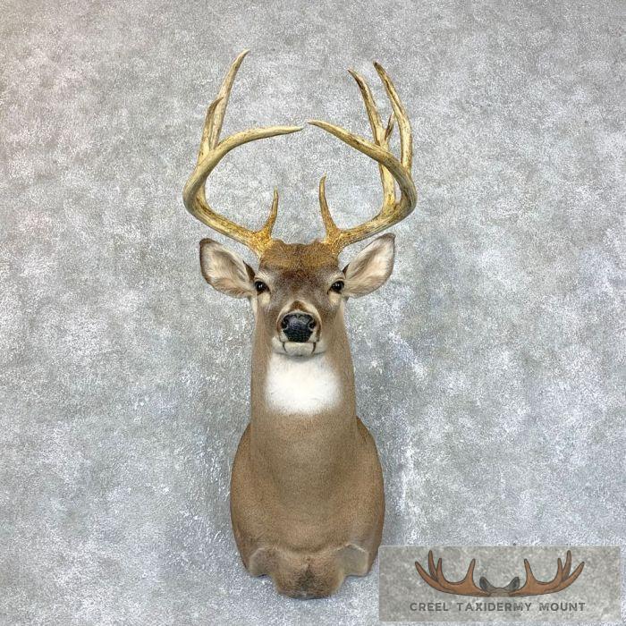 Whitetail Deer Shoulder Taxidermy Mount For Sale