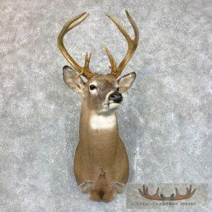Whitetail Deer Shoulder Taxidermy Mount Taxidermy