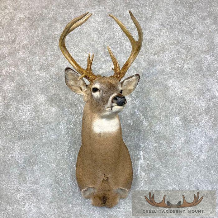 Whitetail Deer Shoulder Taxidermy Mount For Sale