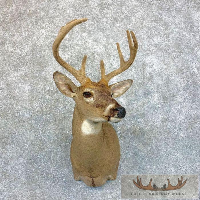 Whitetail Deer Shoulder Taxidermy Mount For Sale