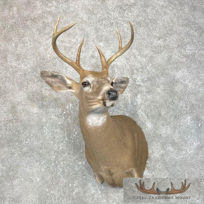 Whitetail Deer Shoulder Taxidermy Mount For Sale