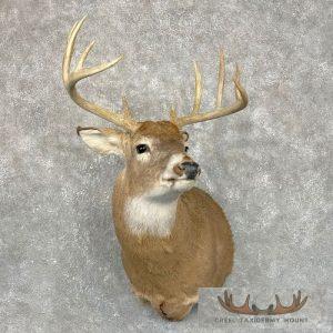 Whitetail Deer Shoulder Taxidermy Mount Taxidermy