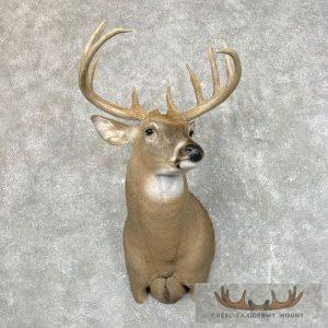 Whitetail Deer Shoulder Taxidermy Mount Taxidermy