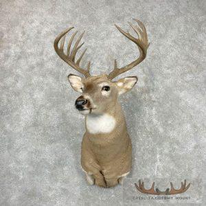 Whitetail Deer Shoulder Taxidermy Mount Taxidermy