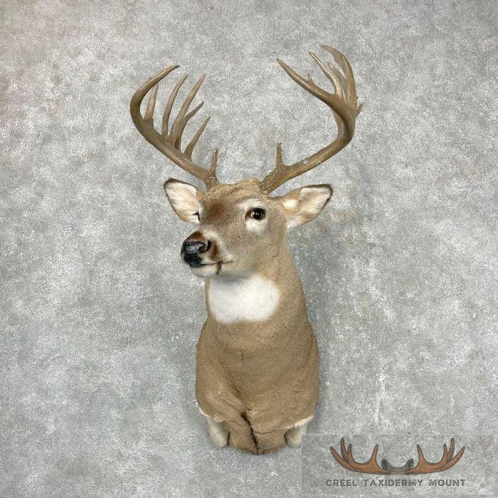 Whitetail Deer Shoulder Taxidermy Mount For Sale