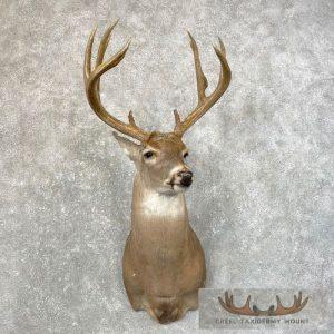 Whitetail Deer Shoulder Taxidermy Mount Taxidermy