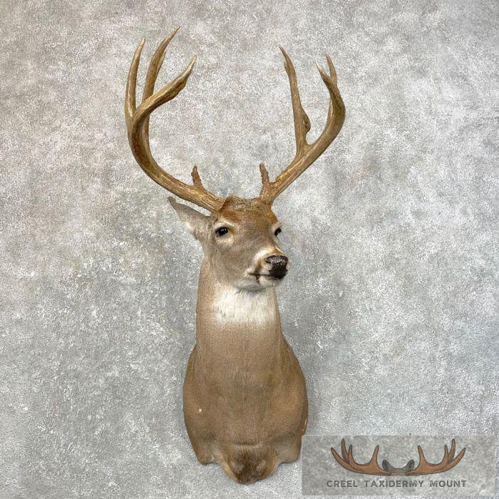 Whitetail Deer Shoulder Taxidermy Mount For Sale